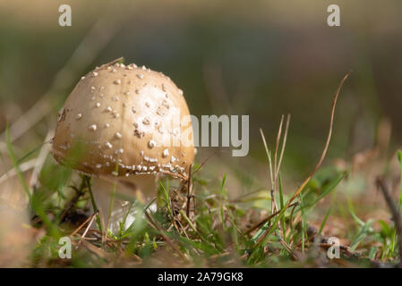 Amanita Pantherina, chiamato anche panther tappo , nella foresta . Foto Stock