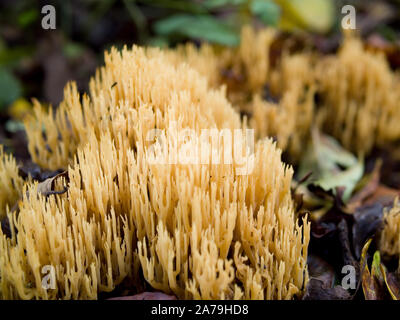 Eright Coral Fungus, Ramaria stricta, coltivando in bosco, autunno, Regno Unito Foto Stock