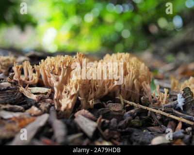 Eright Coral Fungus, Ramaria stricta, coltivando in bosco, autunno, Regno Unito Foto Stock