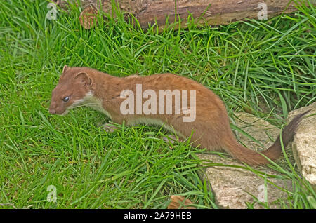 Ermellino Mustela erminea UK captive Foto Stock