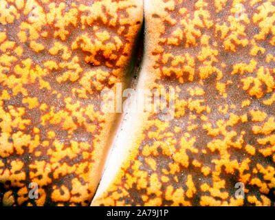 Dettaglio lithops piante succulente Foto Stock
