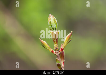 Foglie di acero germinazione in primavera Foto Stock