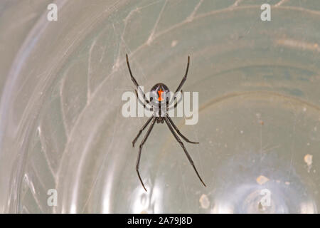 Close-up di un western black widow spider, Latrodectus hersperus. Foto Stock