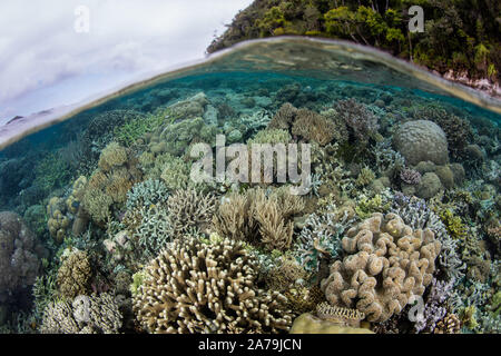 Sana le barriere coralline prosperano in mezzo alla bellissima, tropicali seascape in Raja Ampat, Indonesia. Questa remota regione è nota per la sua straordinaria diversità. Foto Stock