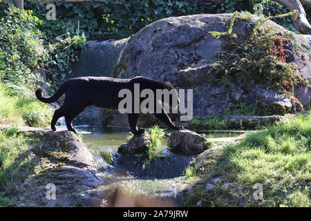 Jaguar femmina, Goshi, pattuglie (Panthera onca) Foto Stock