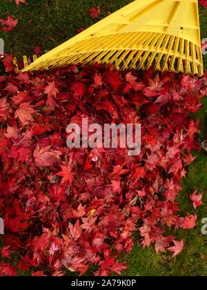 Giardino rastrello e foglie rosse di una bassa crescita acer sono visti in un giardino nella zona nord di Londra durante l'autunno. Foto Stock