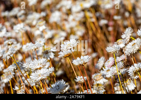 Chiusura del campo di western australian margherite bianco Foto Stock