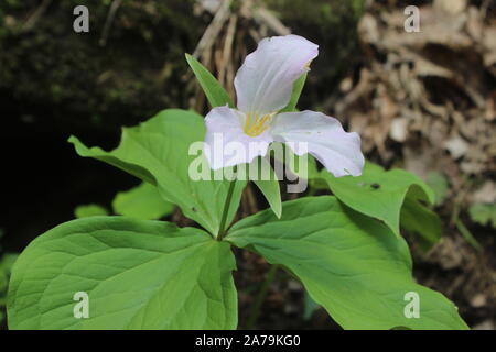 Blooming trillium fiore sul bordo di una grotta Foto Stock