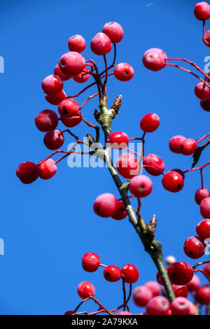 Il Sorbo Sorbus alnifolia "Uccello Rosso" Foto Stock