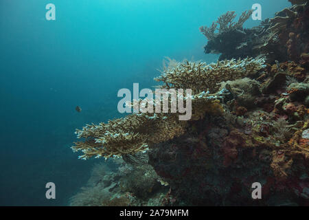 Fantastico mondo sottomarino di Maratua Island in East Kalimantan, il mare Sulwaesi. Foto Stock