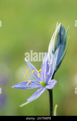 Camas, Wallowa - Whitman National Forest, Oregon. Foto Stock