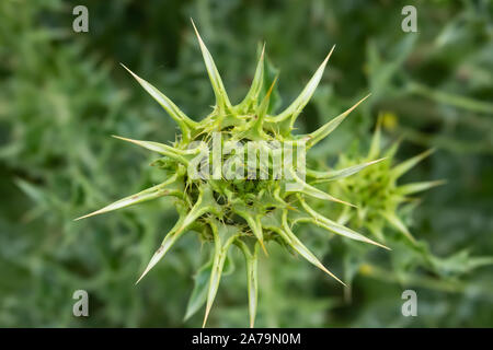 Cardo testa di fiori in primavera Foto Stock