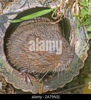 Acqua vole Arvicola Amphibius Nest foro Foto Stock