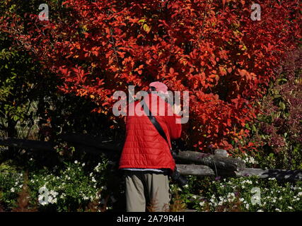 Boothbay, ME / STATI UNITI D'America - 19 Ottobre 2019: Fotografo in giacca rossa tenendo closeup foto di la caduta delle foglie che è dello stesso colore Foto Stock