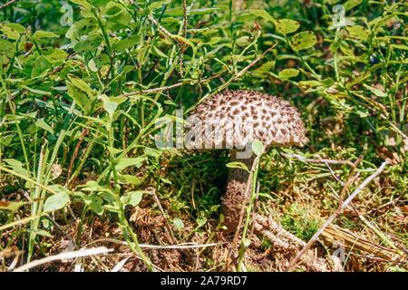 Foto orizzontale di raro fungo Strobilomyces. Fungo specifico ha testa e dello stelo con colore grigio. Fungo cresce in erba con piccoli arbusti verdi Foto Stock