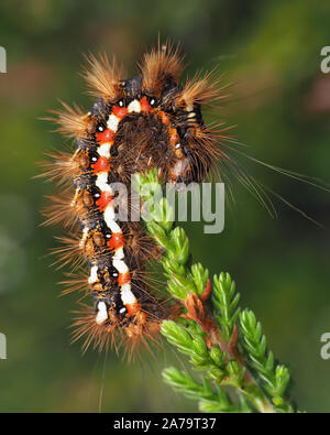 Nodo erba moth caterpillar (Acronicta rumicis) alimentazione su heather. Tipperary, Irlanda Foto Stock