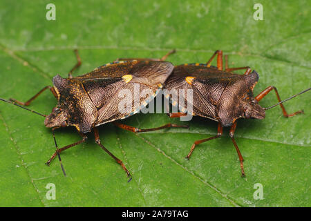 Coniugata coppia di foresta Shieldbugs (Pentatoma rufipes) su foglie di piante. Tipperary, Irlanda Foto Stock