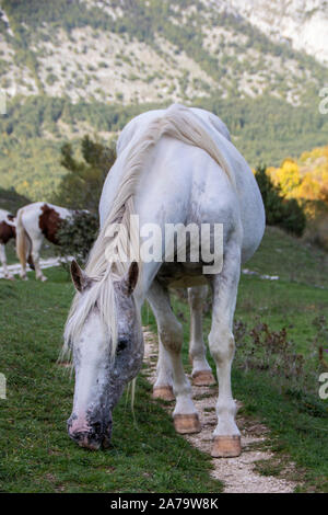 Cavalli selvaggi nel parco nazionale d'Abruzzo Foto Stock