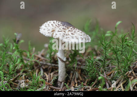 Lepiota felina, noto come il gatto dapperling di funghi selvatici dalla Finlandia Foto Stock