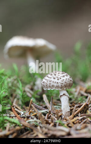 Lepiota felina, noto come il gatto dapperling di funghi selvatici dalla Finlandia Foto Stock