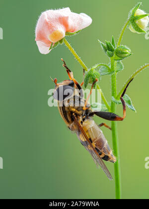 Passare il puntatore del mouse colorati volare, Helophilus fasciatus appollaiato sotto un fiore mentre governare le sue gambe anteriori. Vista laterale Foto Stock