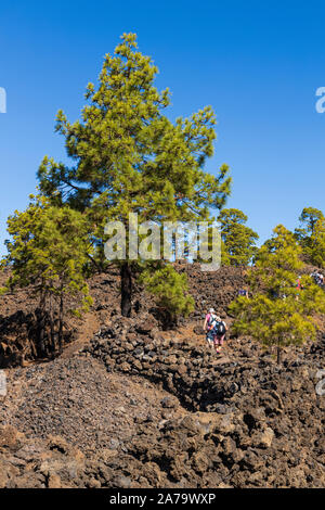 Pinus canariensis, canaria di pini nel paesaggio vulcanico vicino a Arguayo, Santiago del Teide Tenerife, Isole Canarie, Spagna Foto Stock