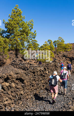 Gruppo a piedi passando da Pinus canariensis, canaria di pini nel paesaggio vulcanico vicino a Arguayo, Santiago del Teide Tenerife, Isole Canarie Foto Stock