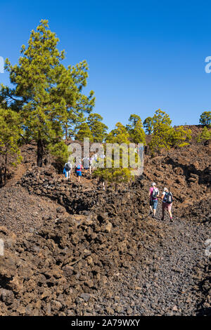 Gruppo a piedi passando da Pinus canariensis, canaria di pini nel paesaggio vulcanico vicino a Arguayo, Santiago del Teide Tenerife, Isole Canarie Foto Stock