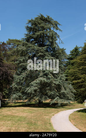 Cedro himalayano o cedro Deodar conifera sempreverde Tree (CEDRUS DEODARA) in un parco in Rural Devon, Inghilterra, Regno Unito Foto Stock