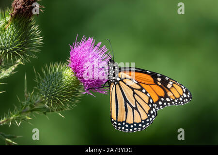 Farfalla monarca alimentazione su Bull Thistle infiorescenza Foto Stock
