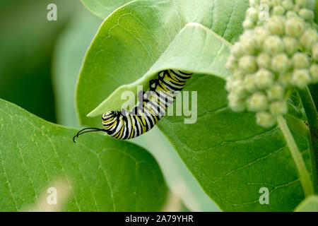 La Monarch bruco su foglia Milkweed Foto Stock