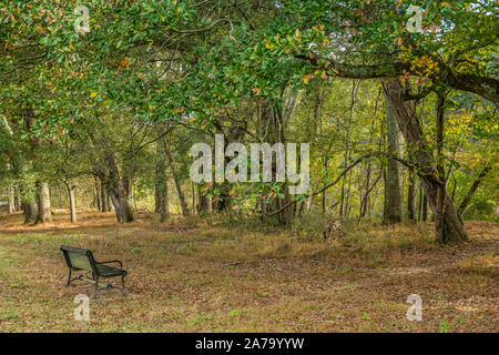 Una sola seduta panchina nel bosco lungo i sentieri sotto gli alberi di ombra in una giornata di sole in autunno Foto Stock