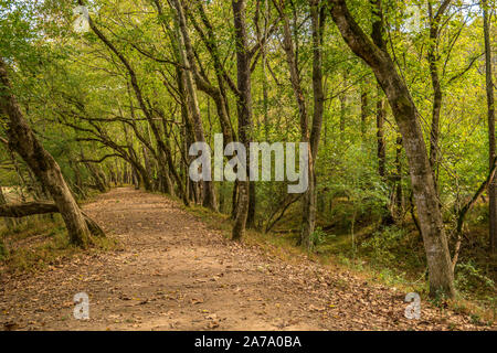 Un hidden Sentiero escursionistico attraverso gli alberi con i raggi del sole illuminano in background e foglie cadute a terra in autunno Foto Stock