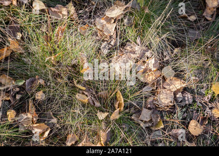 Caduto Foglie di autunno tra l'erba di appassimento Foto Stock