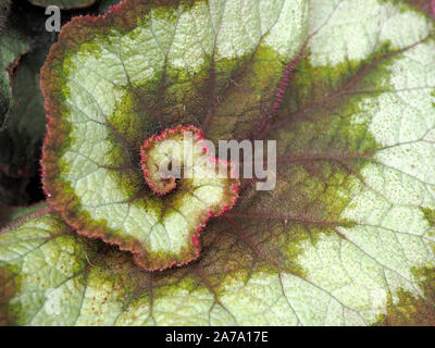 Begonia Rex - dipinti-leaf begonie o di fantasia-leaf begonie - con interessanti variegato avvolti in foglie verde grigio e rosa rossiccio Foto Stock