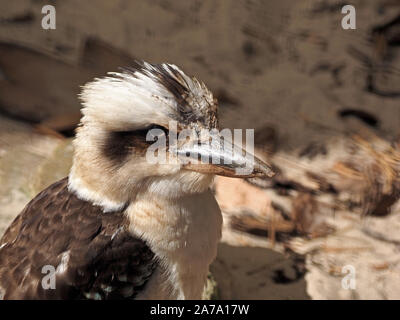 Testa e spalle ritratto di captive ridere kookaburra (Dacelo novaeguineae) un grande bosco terrestre kingfisher in Wildlife Park in Scozia Foto Stock