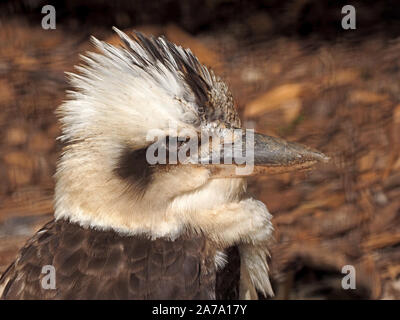 Testa e spalle ritratto di captive ridere kookaburra (Dacelo novaeguineae) un grande bosco terrestre kingfisher in Wildlife Park in Scozia Foto Stock