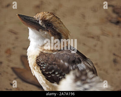 Testa e spalle ritratto di captive ridere kookaburra (Dacelo novaeguineae) un grande bosco terrestre kingfisher in Wildlife Park in Scozia Foto Stock