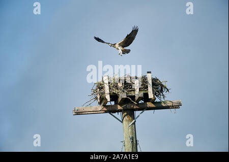 Giovani Falco pescatore (Pandion haliaetus) prove è ali mentre impara a volare a nido artificiale sulla nidificazione di pesce persico, Petite Riviere, Nova Scotia, Canada Foto Stock