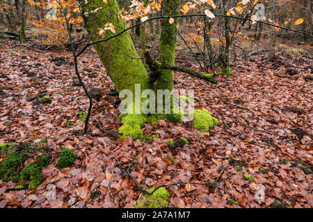 Moss ricoperta di albero in la Foret de Fontainebleau in inverno Foto Stock