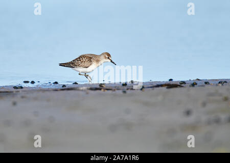 Semipalmated Sandpiper (Calidris pusilla) foraggio, Cherry Hill Beach, Nova Scotia, Canada Foto Stock