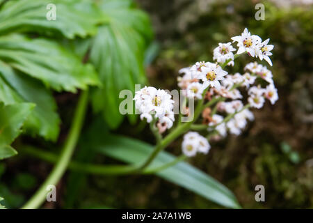 Red-Leaved Mukdenia fiori che sbocciano in inverno Foto Stock