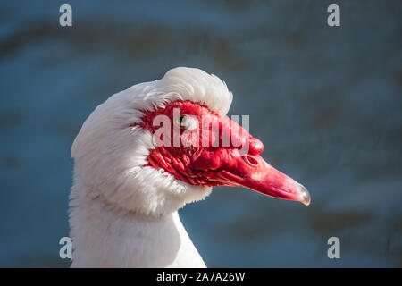 White anatra muta in stagno in inverno Foto Stock