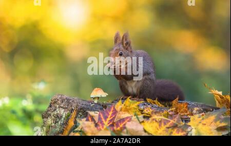 Carino fame scoiattolo rosso seduto su un ceppo di albero coperto con foglie colorate e un fungo alimentare sulle sementi. Giorni di autunno in una fitta foresta. Foto Stock
