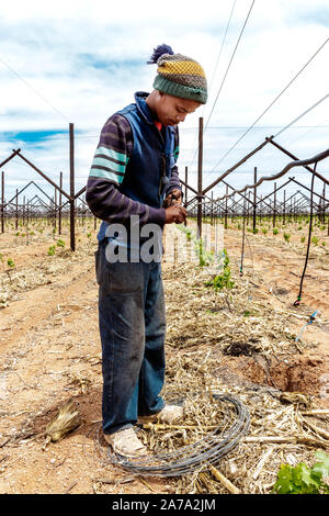 Il nuovo vigneto di uva essendo piantato - Coltivazione di uva Foto Stock