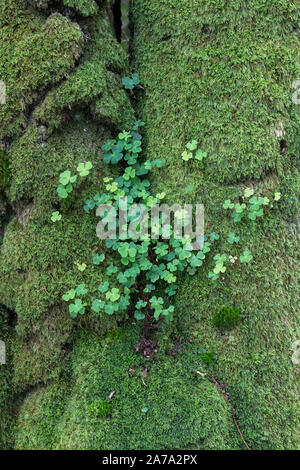 Oxalis acetosella. Wood Sorrel sul tronco di un albero coperto di muschio. Dumfries and Galloway, Scottish Borders, Scozia Foto Stock
