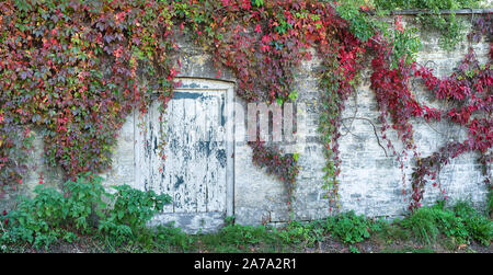La vecchia porta entro una parete circondata da Parthenocissus tricuspidata, Boston Ivy / superriduttore giapponesi in autunno. Cotswolds, Sherborne, Gloucestershire, Regno Unito Foto Stock