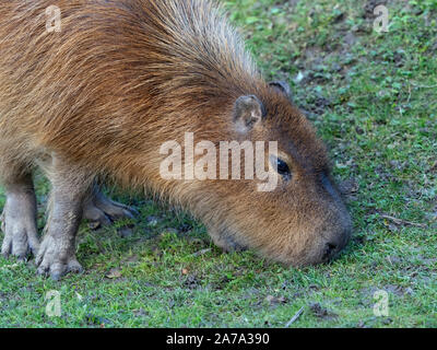 Capybara Hydrochoerus hydrocaeris Foto Stock