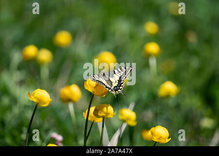 Il vecchio mondo a coda di rondine su Globeflower in estate Foto Stock