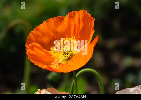 Arancione di papavero alpino in fiore in inverno Foto Stock